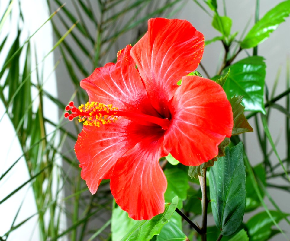 Flower Hibiscus Plant Flowering Plant