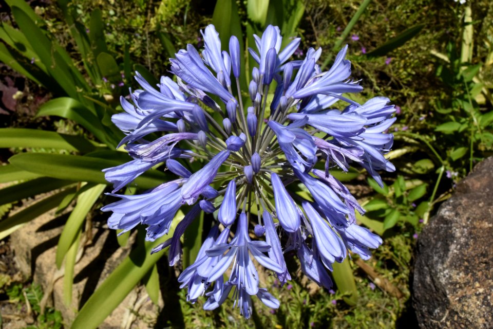 Plant Flower Flora Bellflower Family