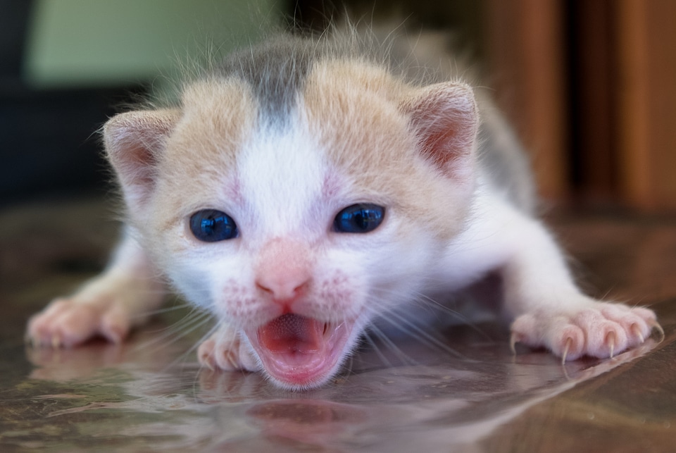 Animal kitten gata