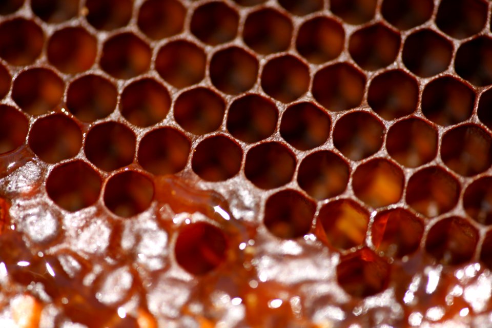 Honeycomb Membrane Winged Insect Honey Bee Bee