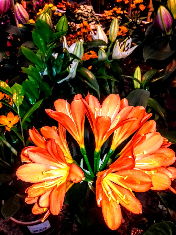 Flower Plant Lily Flora