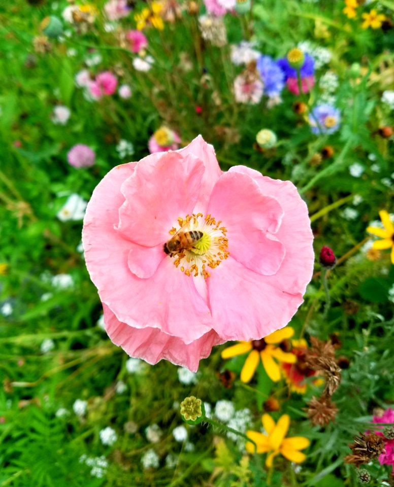 Flower Wildflower Flora Flowering Plant