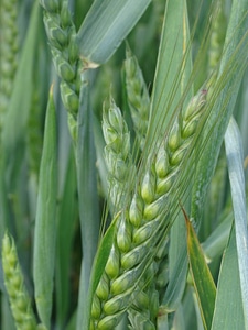 Cereal field ear photo