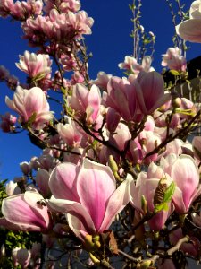Plant Flower Flowering Plant Spring