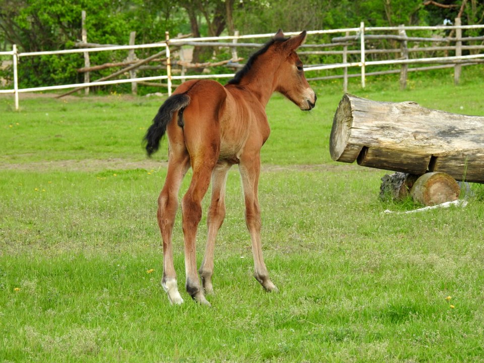 Horse Foal Pasture Horse Like Mammal