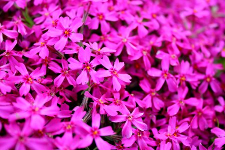 Flower Pink Plant Flora