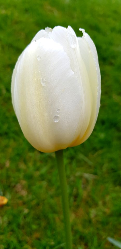 Flower Plant Tulip Meadow
