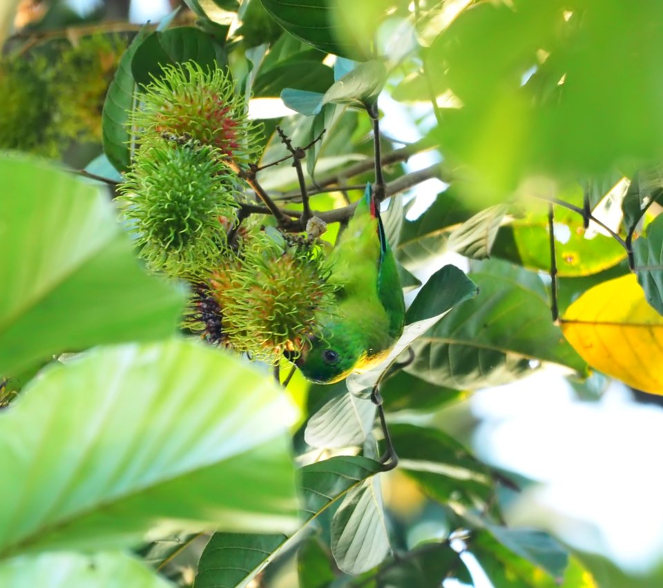 Flora Plant Leaf Tree