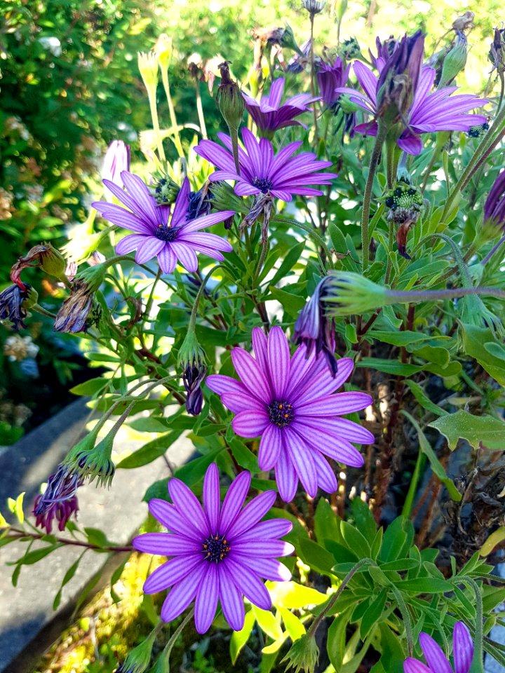 Flower Plant Flora Aster