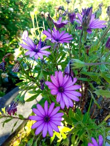 Flower Plant Flora Aster