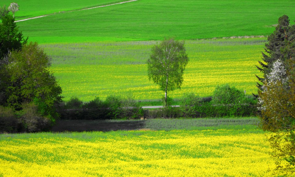 Grassland Field Ecosystem Vegetation