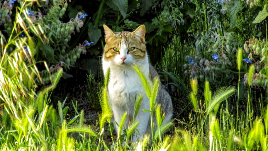 Grass Cat Fauna Mammal photo