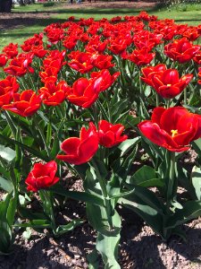 Flower Plant Flowering Plant Tulip photo