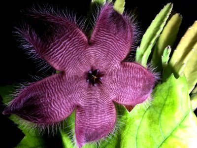 Flower Flora Plant Purple