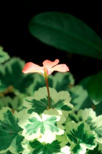 Flower Plant Flora Leaf
