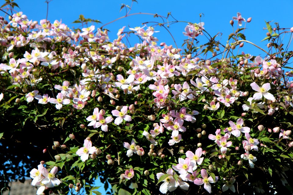 Plant Flower Flowering Plant Flora