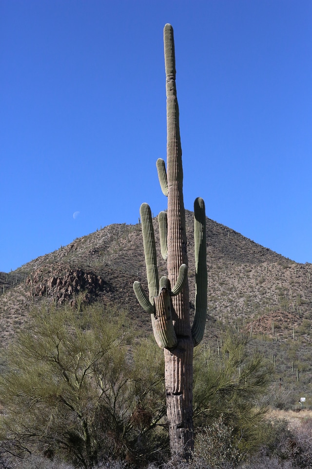 Southwest desert blue desert