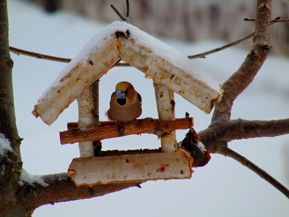 Branch Bird Feeder Twig Wood