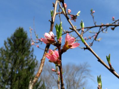 Branch Flora Plant Spring