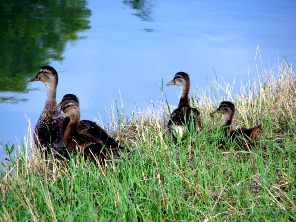 Duck Bird Ecosystem Fauna