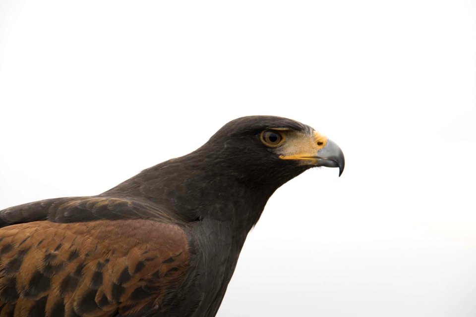 Beak Bird Fauna Bird Of Prey
