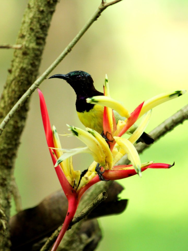 Bird Beak Fauna Flora
