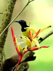 Bird Beak Fauna Flora photo