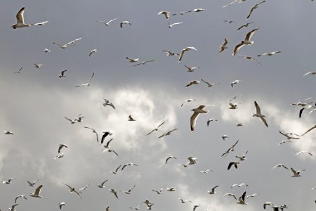 Flock Sky Bird Migration Bird photo