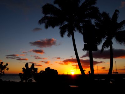 Sky Sunset Sunrise Palm Tree photo