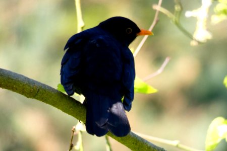 Bird Beak Blackbird Branch photo