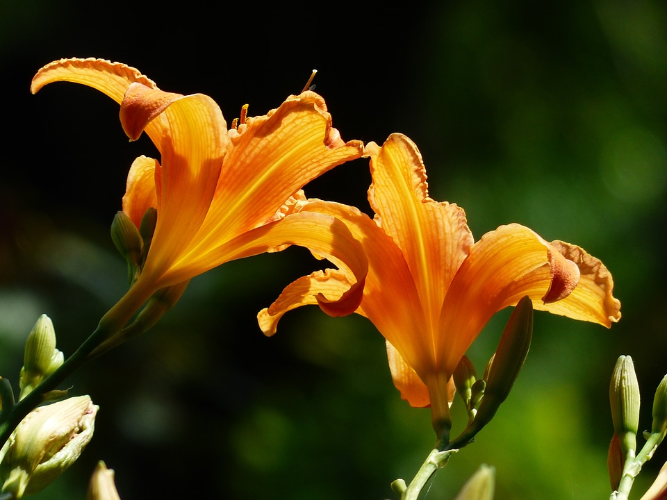 Hemerocallis fulva brown red daylily web wardens daylily