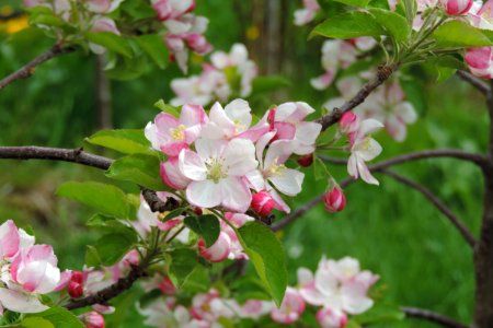 Blossom Plant Spring Branch