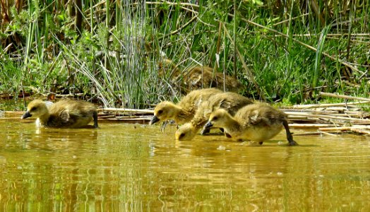 Wildlife Fauna Ecosystem Nature Reserve photo