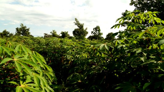 Vegetation Plant Ecosystem Leaf