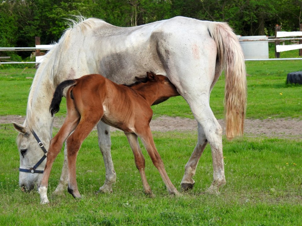 Horse Mare Pasture Foal