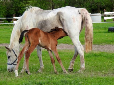 Horse Mare Pasture Foal photo