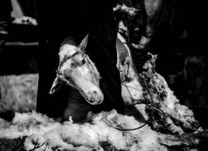 Grayscale Photo Of Goat photo