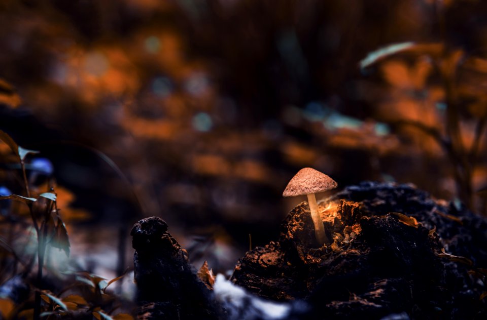 Macro Photography Of Mushroom