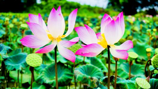 Pink Petaled Flower