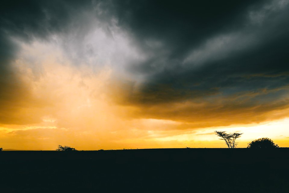 Silhouette Of Tree Under Cumulus Clouds