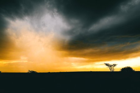 Silhouette Of Tree Under Cumulus Clouds