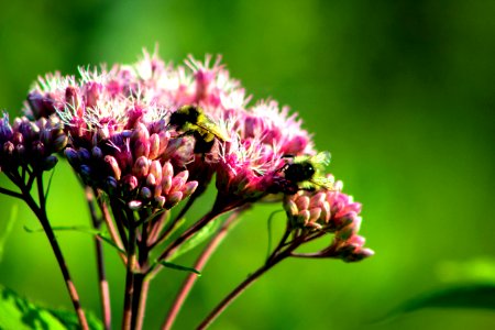 Carpenter Bee Perched On Pink Flower