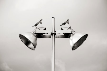 Two Pigeon Perched On White Track Light photo