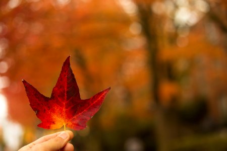 Selective-focus Photography Of Person Holding Red Maple Leaf photo