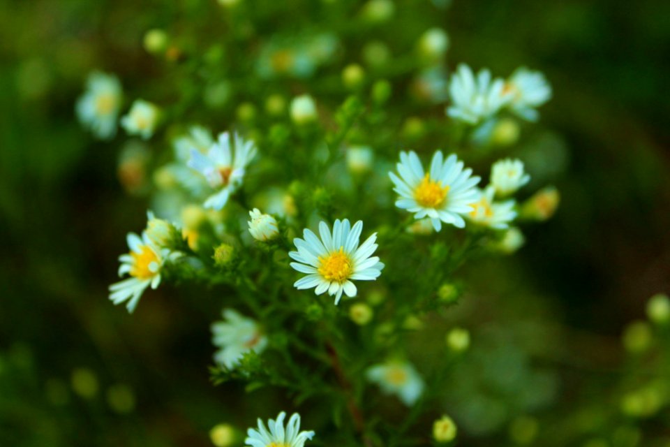 Green And White Flowers