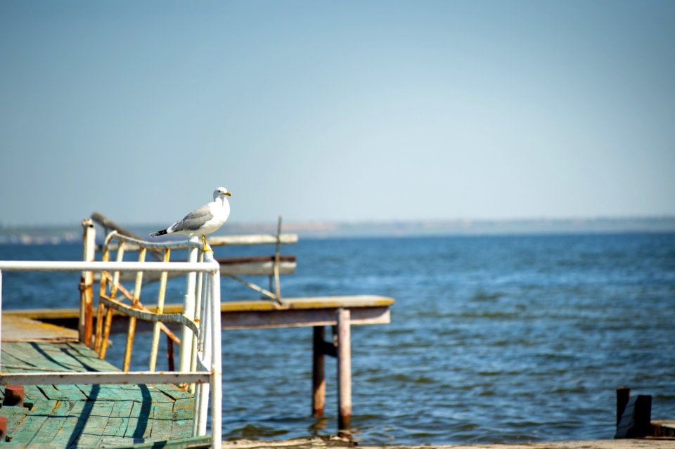 White Bird On Rail