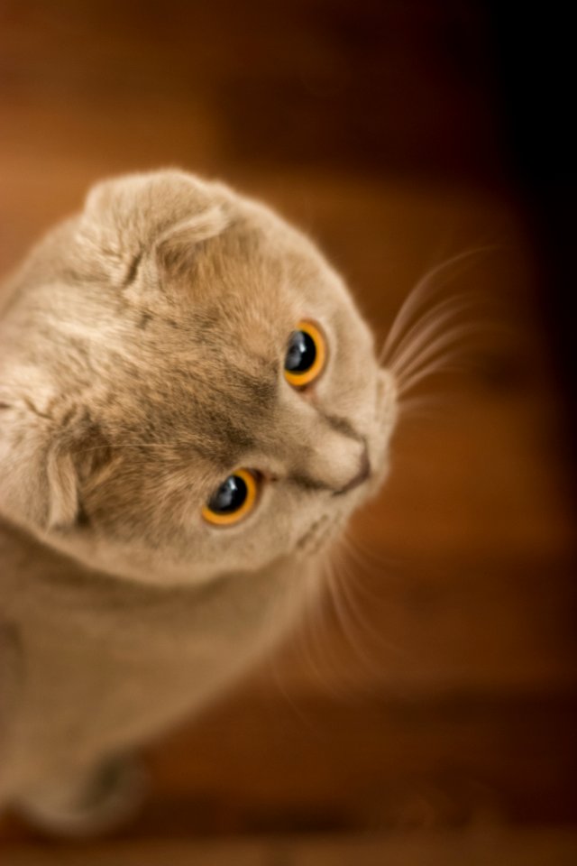 Gray Cat