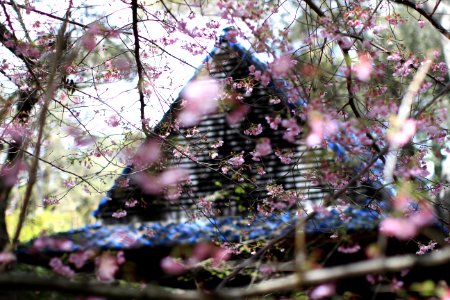 Pink Sakura Flowers Beside House