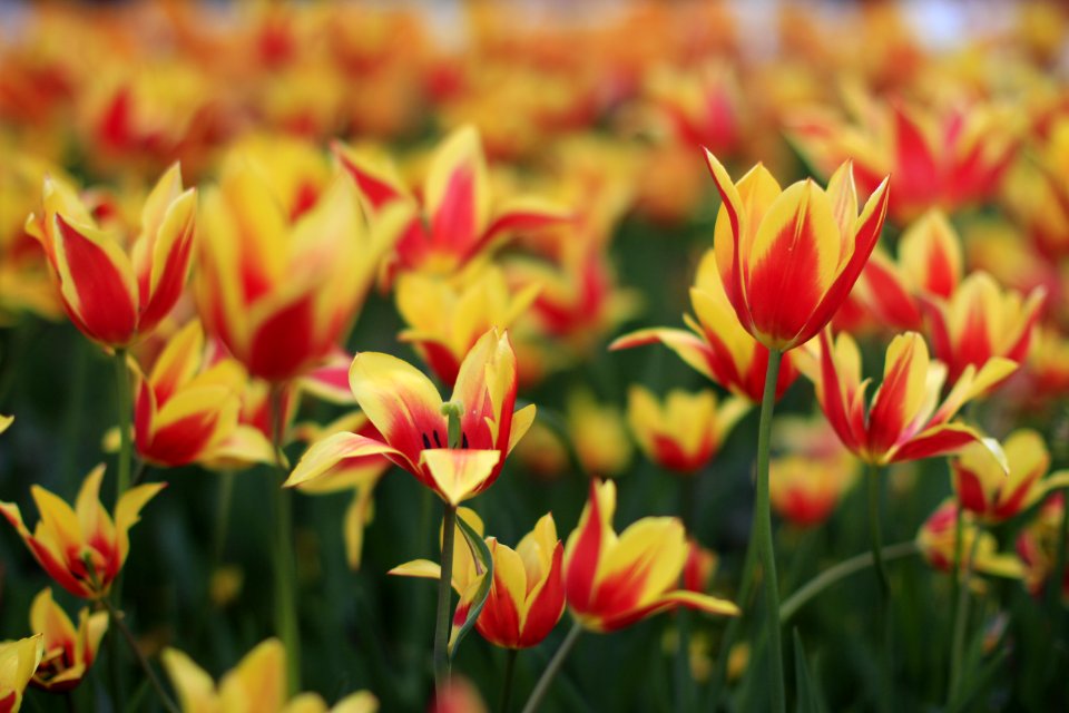 Shallow Focus Photography Of Red And Yellow Flower Field