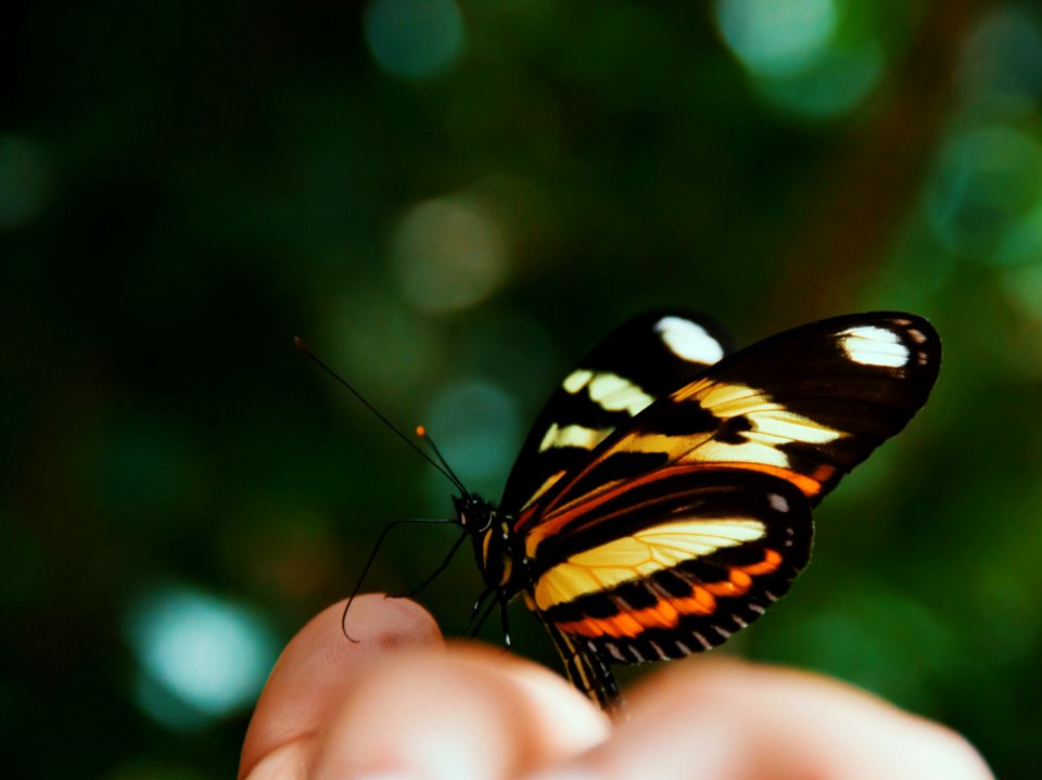 Macro Photography Of Beige Orange White And Black Butterfly On Human Hand